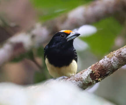 Image of Orange-fronted Barbet