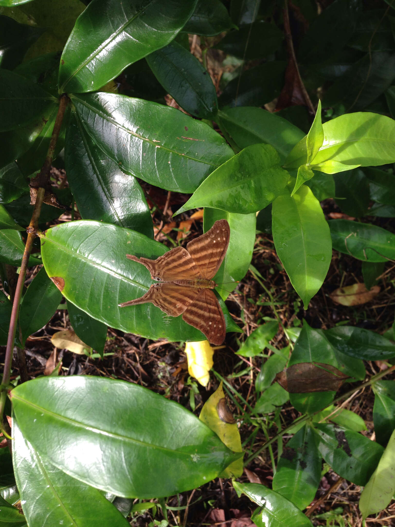 Image of Many-banded Daggerwing