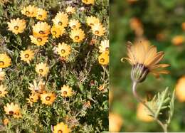 Image de Osteospermum pinnatum (Thunb.) Norlindh