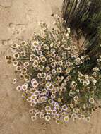 Image of Blochman's erigeron