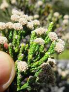 Image of Brunia microphylla Thunb.