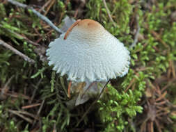 Image of Lepiota clypeolaria (Bull.) P. Kumm. 1871