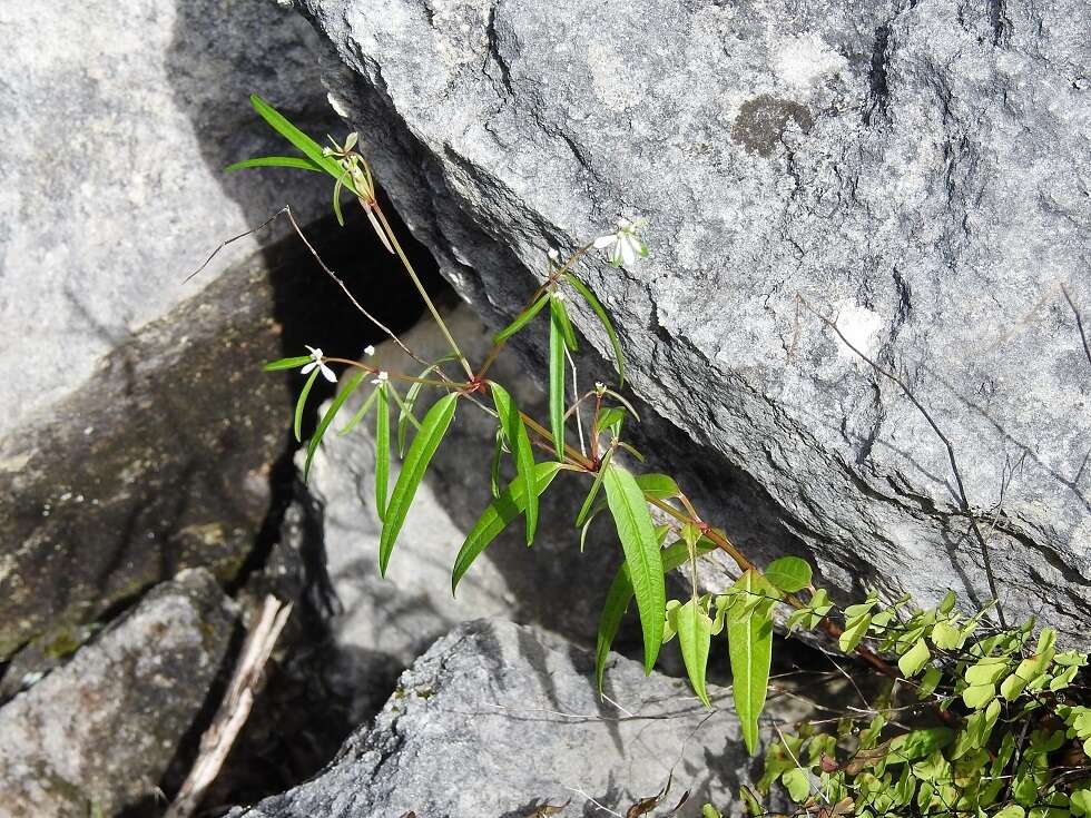 Image of Euphorbia ariensis Kunth