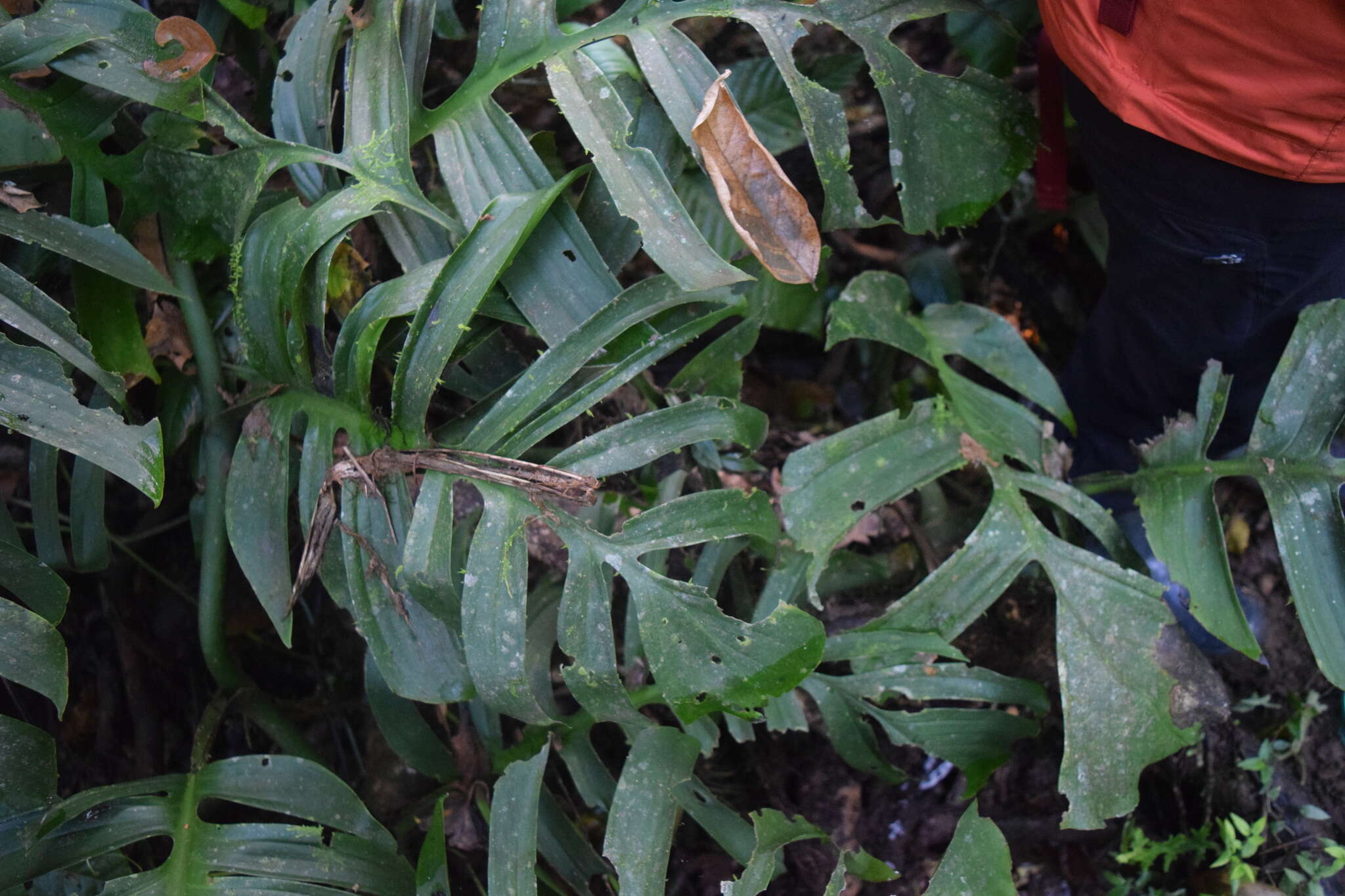 Image of Monstera tenuis K. Koch