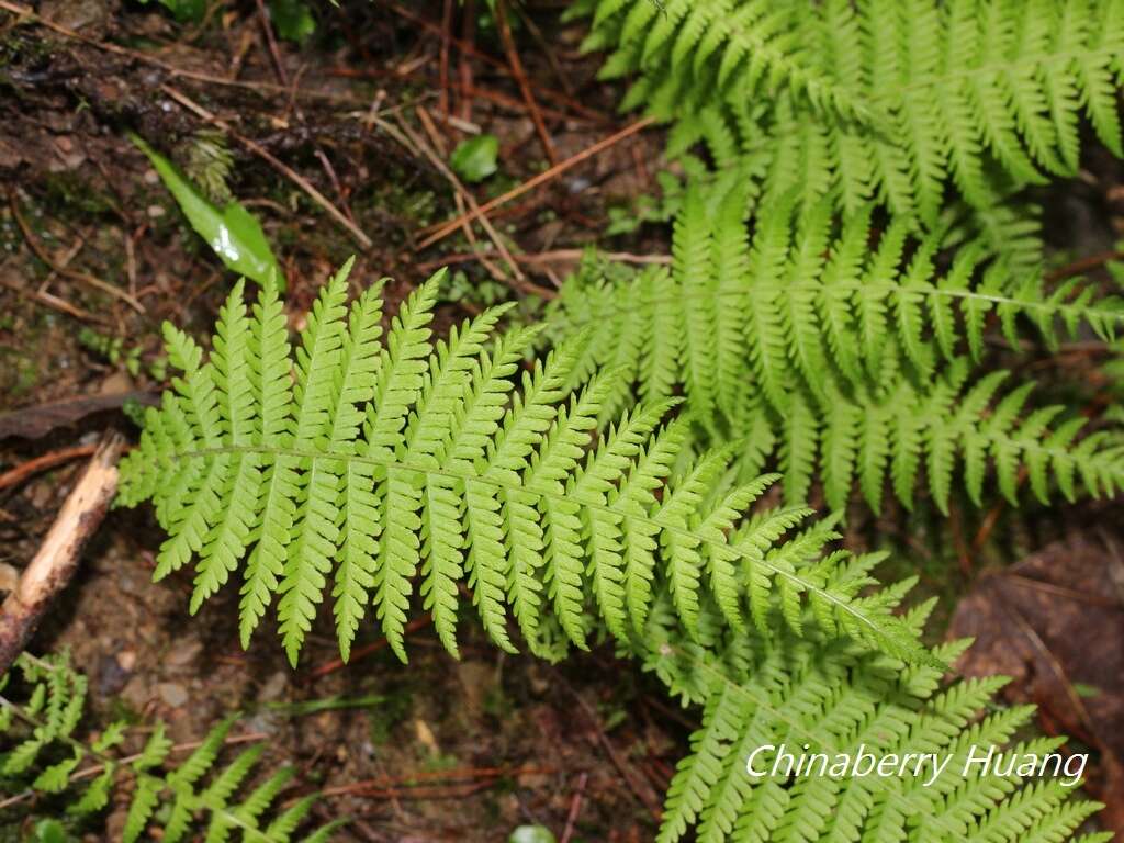 Image of Amauropelta beddomei