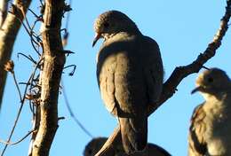 Image of Common Ground Dove