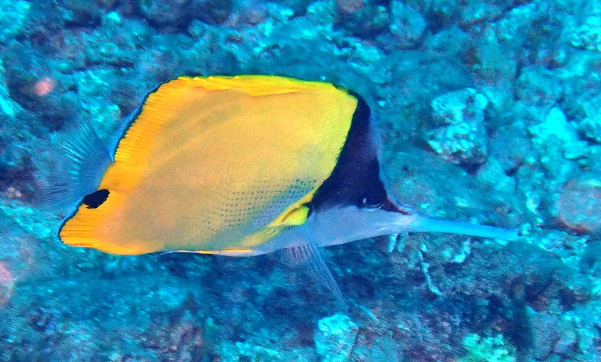 Image of Big long-nosed Butterflyfish