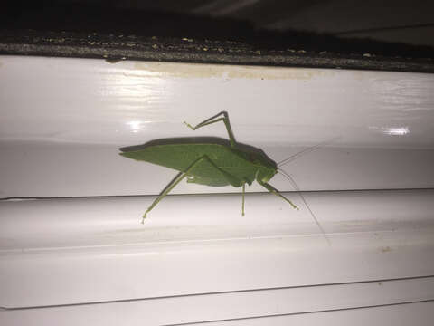 Image of Lesser Angle-winged Katydid