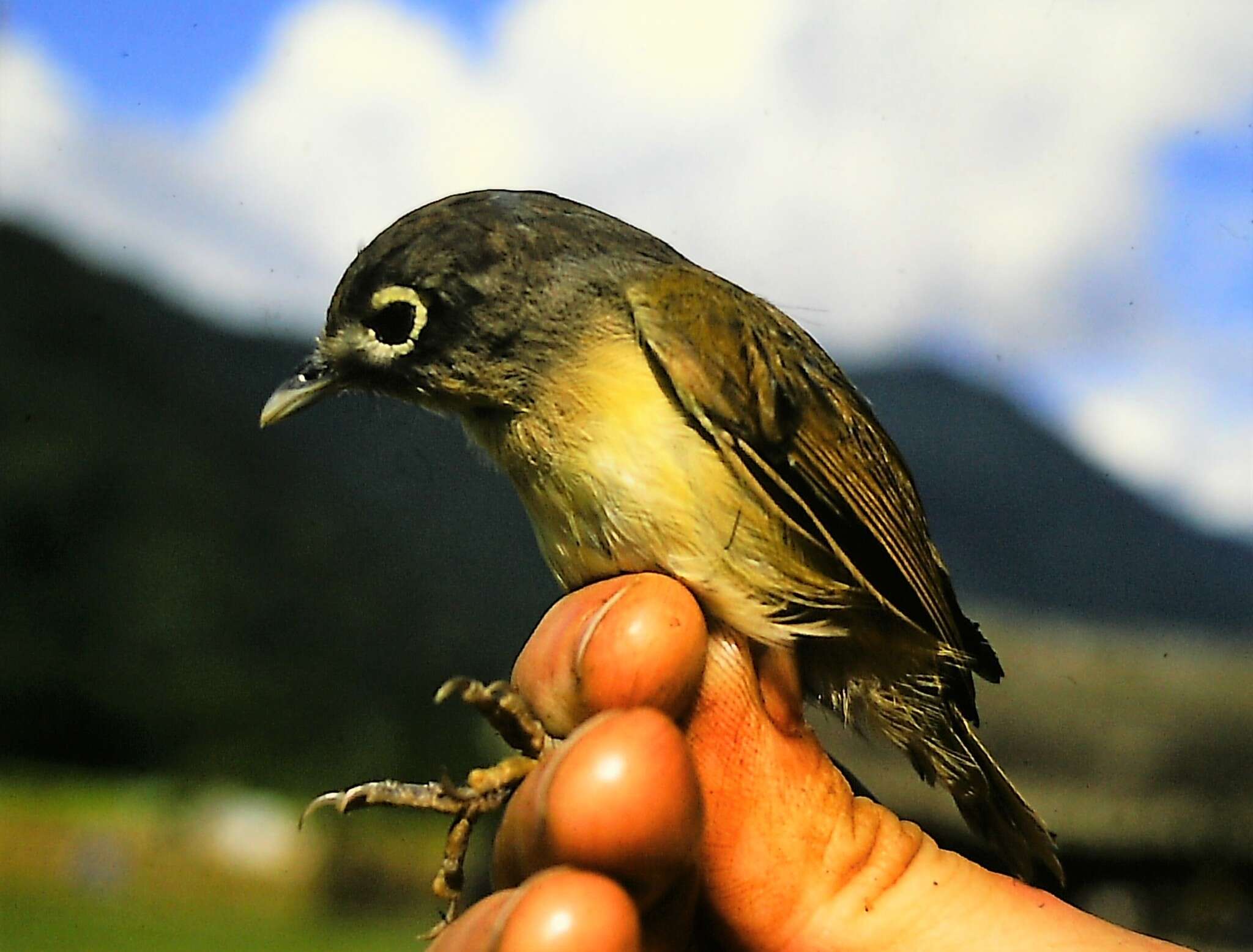 Imagem de Pteruthius xanthochlorus pallidus (David 1871)