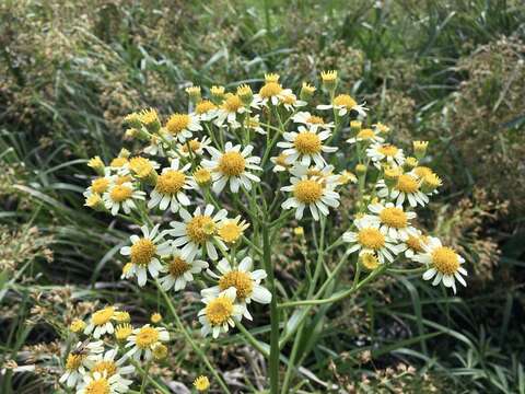 Image of Senecio bonariensis Hook. & Arn.