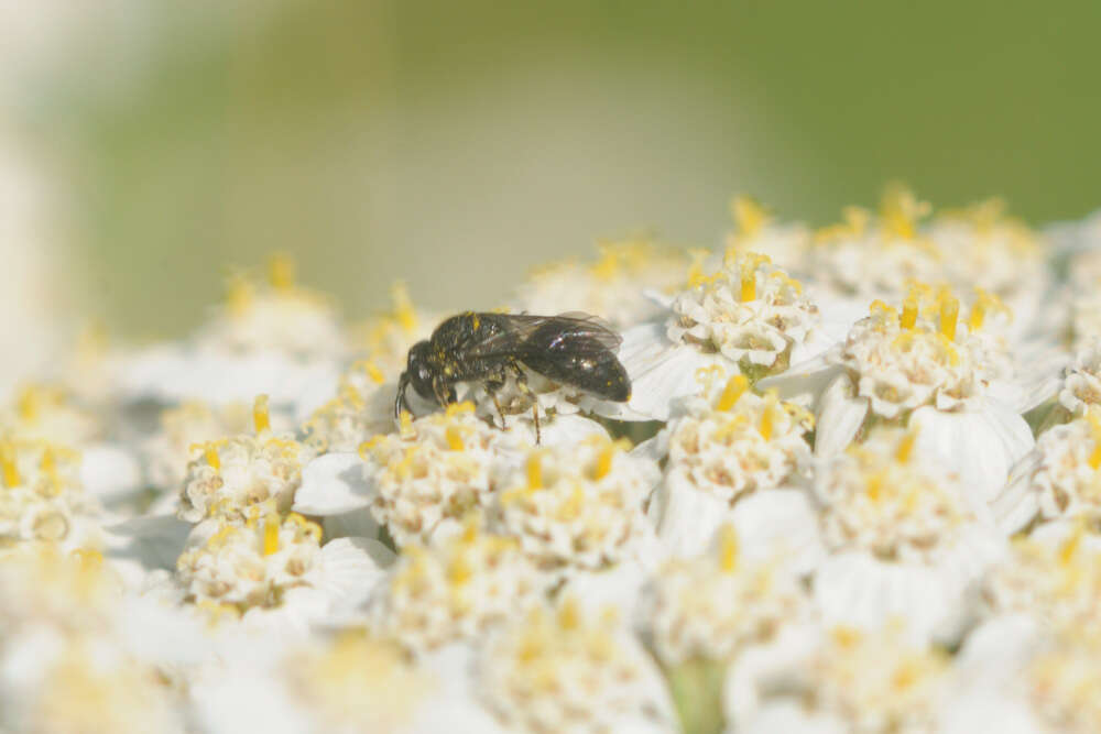 Image of Hylaeus communis Nylander 1852