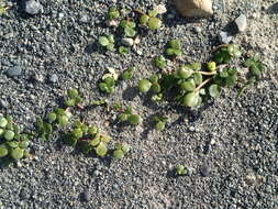 Image of Ranunculus acaulis Banks & Soland.