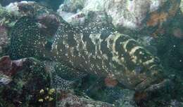 Image of Camouflage Grouper