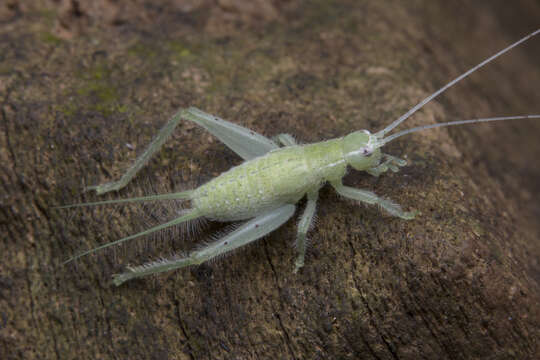 Image de Sonotrella (Calyptotrella) bipunctata (Chopard 1969)