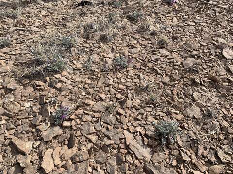 Image de Astragalus cymboides M. E. Jones