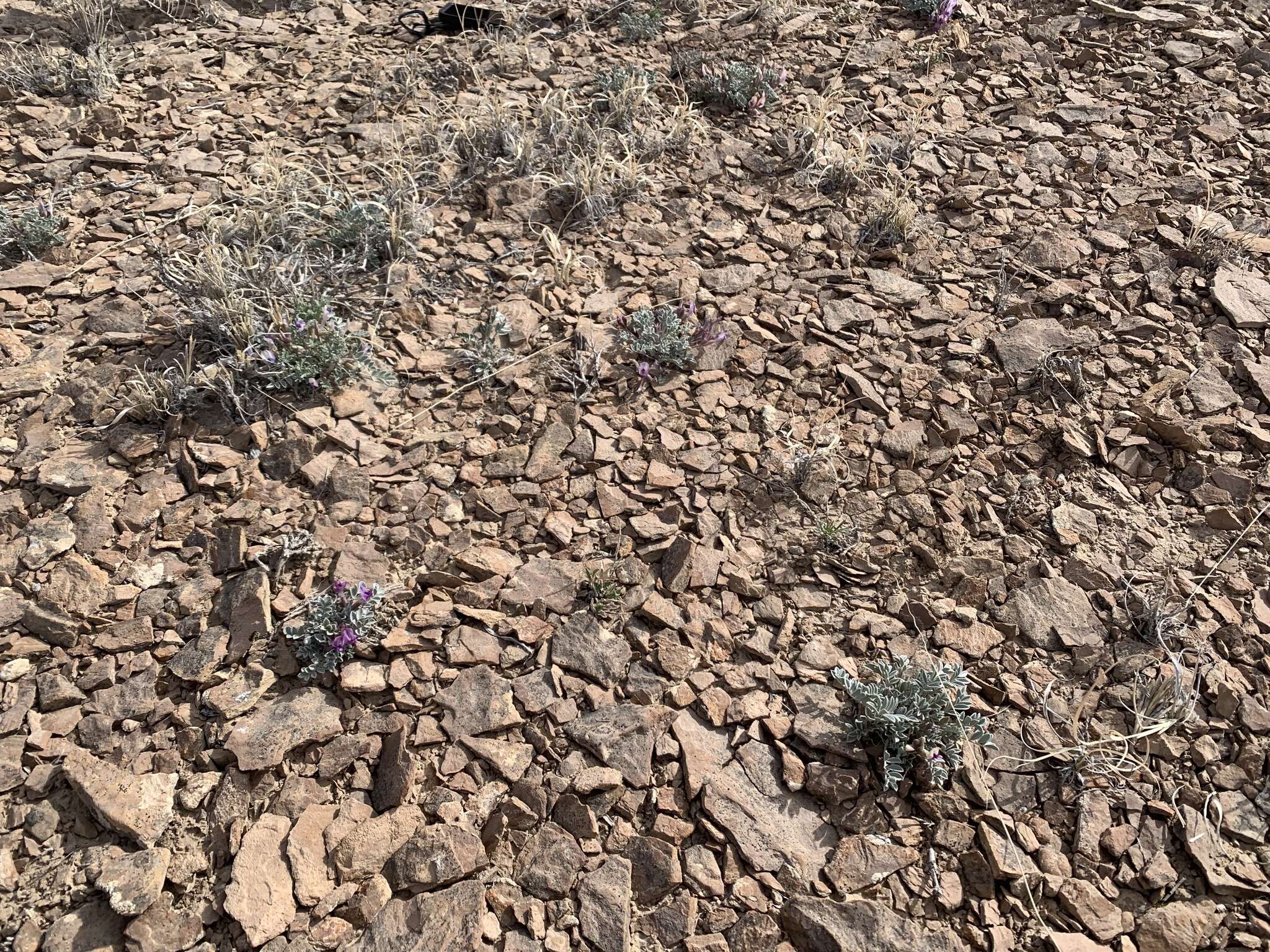 Sivun Astragalus cymboides M. E. Jones kuva