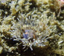 Image of wormy anemone