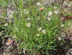 صورة Symphyotrichum yukonense (Cronq.) G. L. Nesom