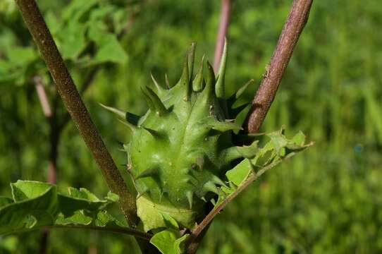 Image of Chinese thorn-apple