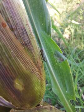 Graphocephala edwardsii (Signoret 1855)的圖片