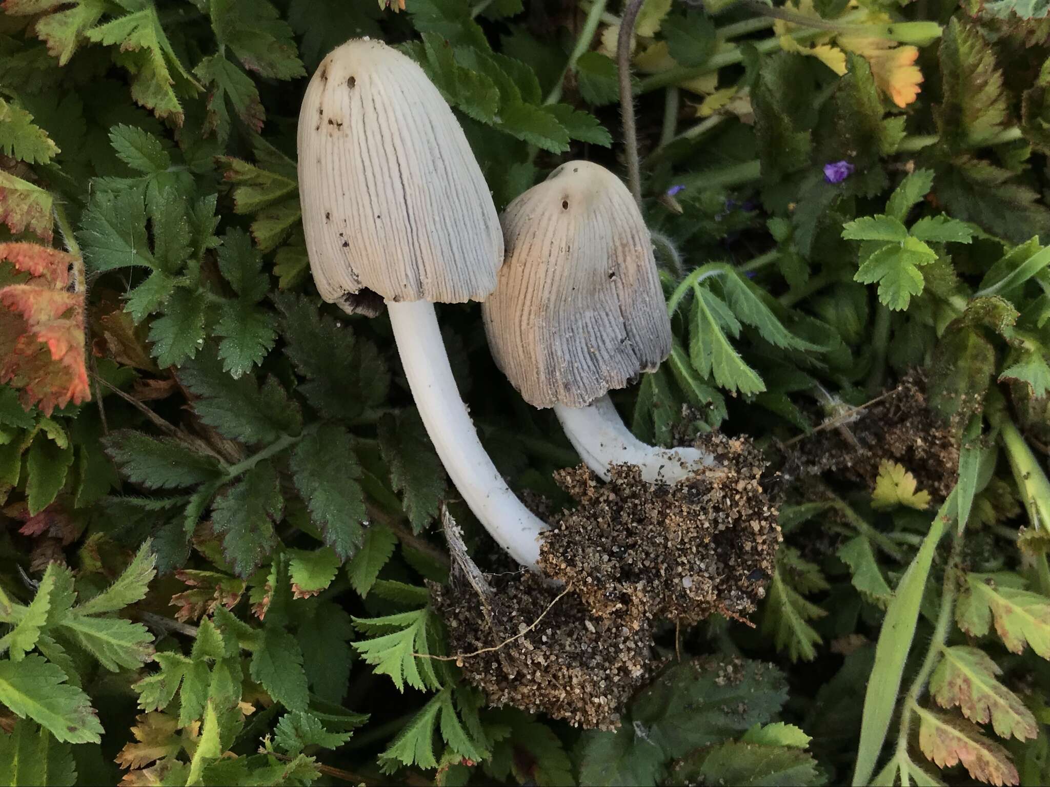 Image of Orange-mat coprinus