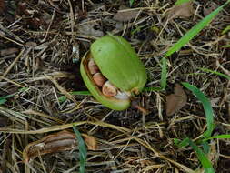 Imagem de Pachira glabra Pasq.