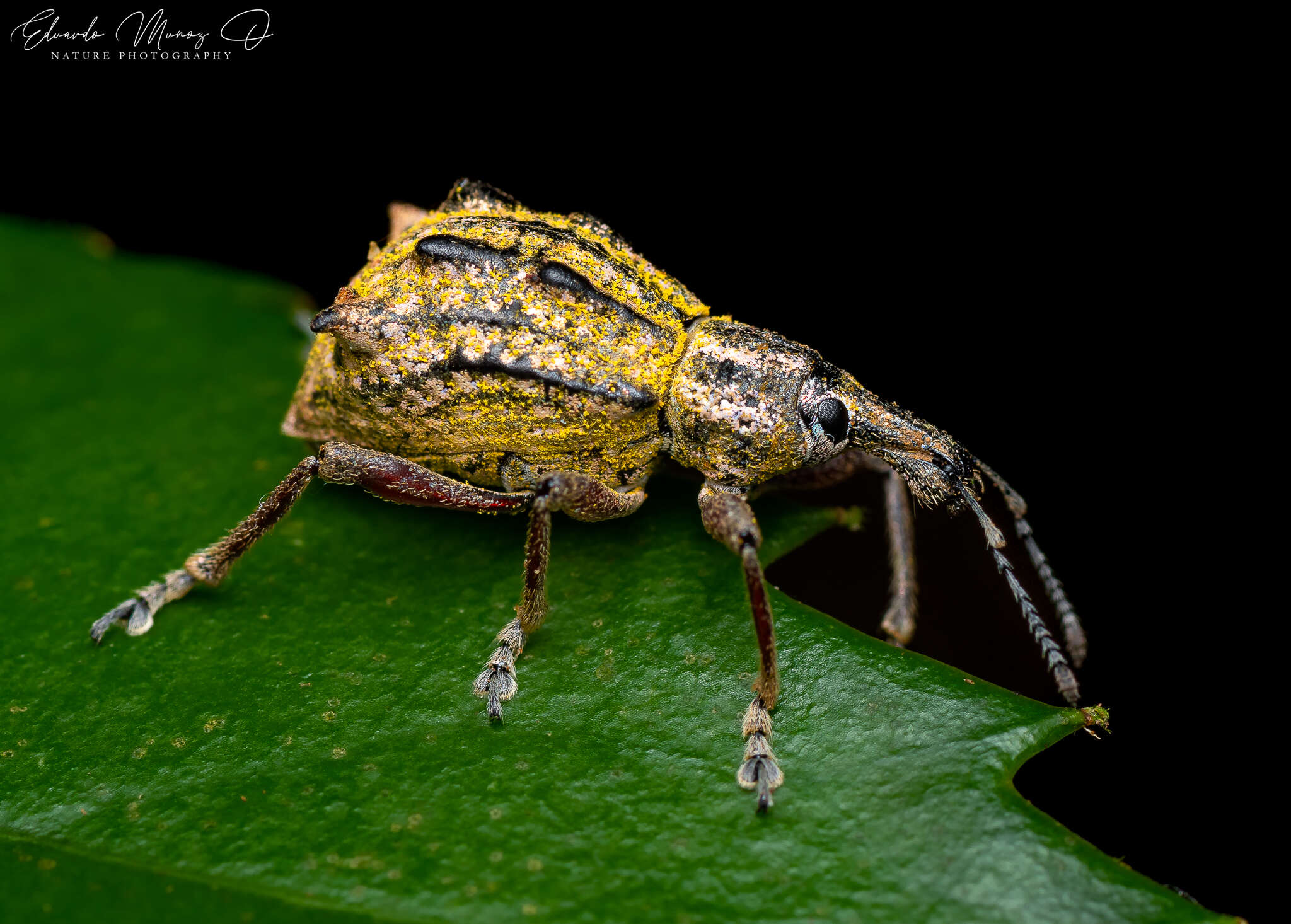 Image of Hybreoleptops tuberculifer (Boheman 1842)