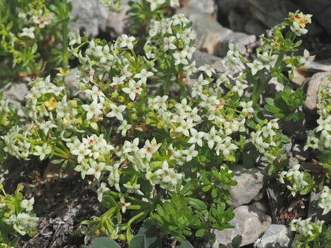 Plancia ëd Galium megalospermum All.