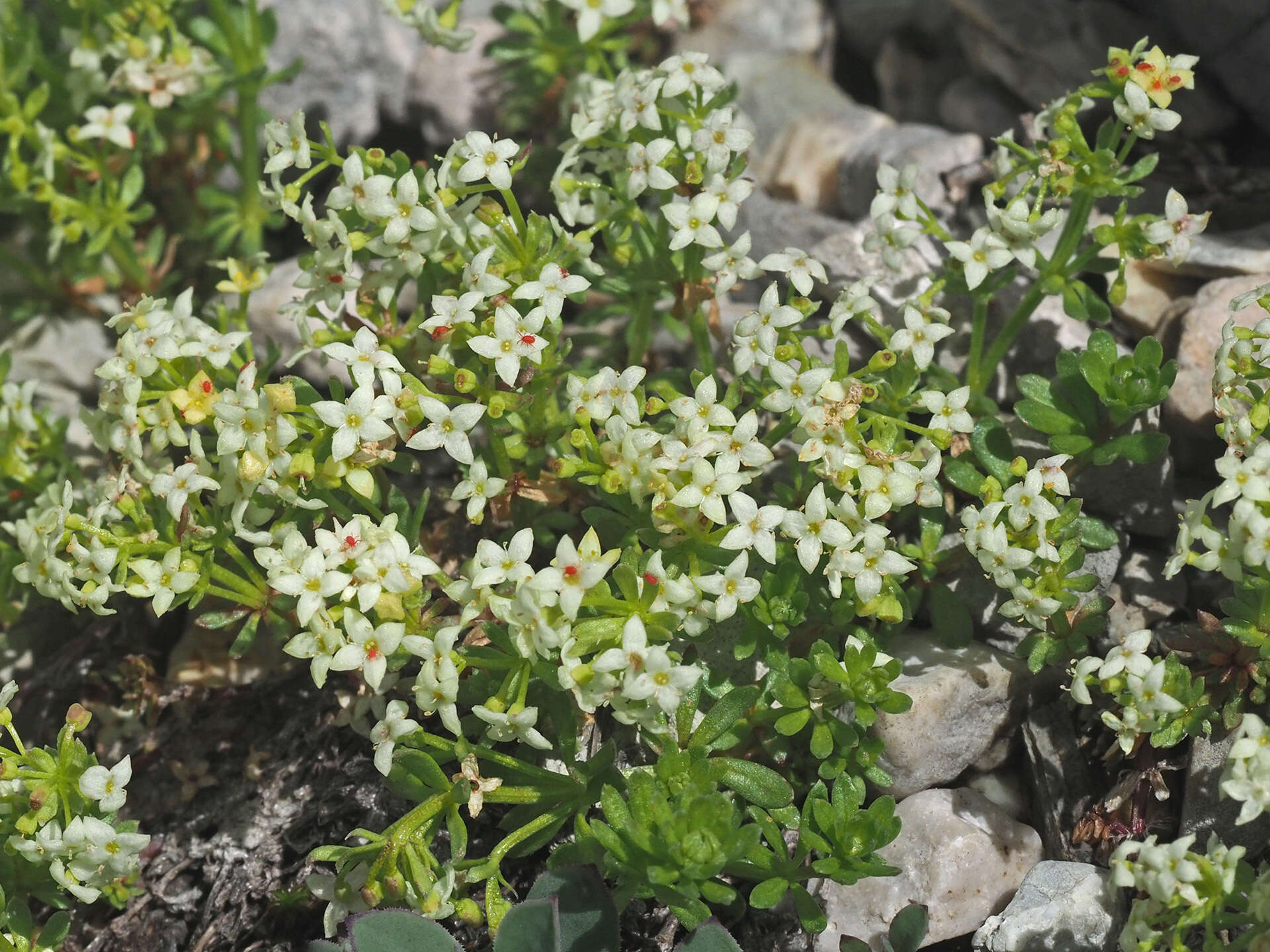 Imagem de Galium megalospermum All.