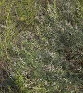 صورة Astragalus silvisteppaceus Knjaz.