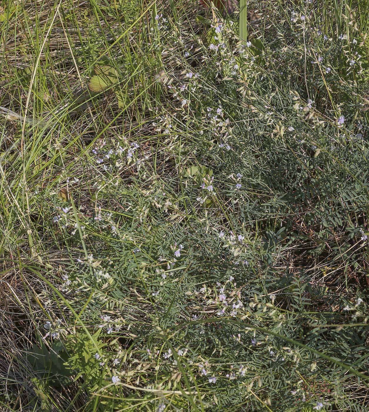 Image of Astragalus silvisteppaceus Knjaz.