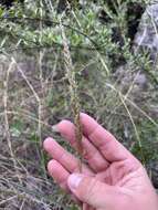 Pappophorum bicolor E. Fourn. resmi