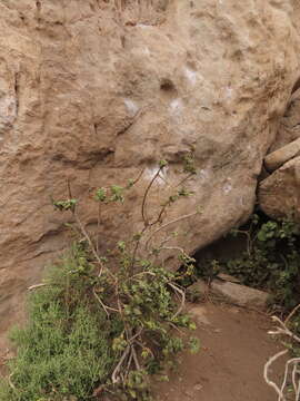 Image of Nicotiana rupicola Santilli, De Schrevel, Lavandero & Dandois