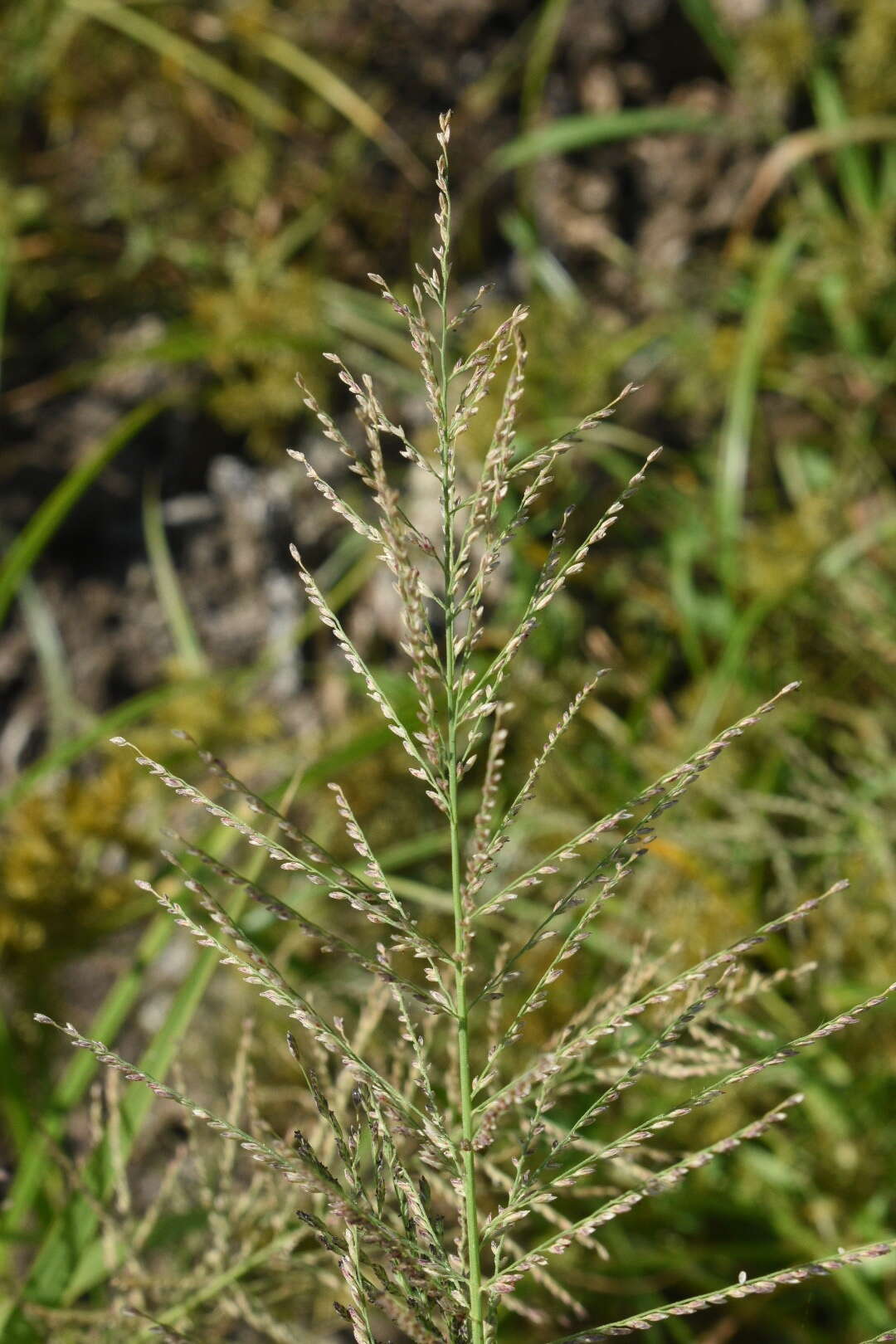 Image of Amazon Viper Grass