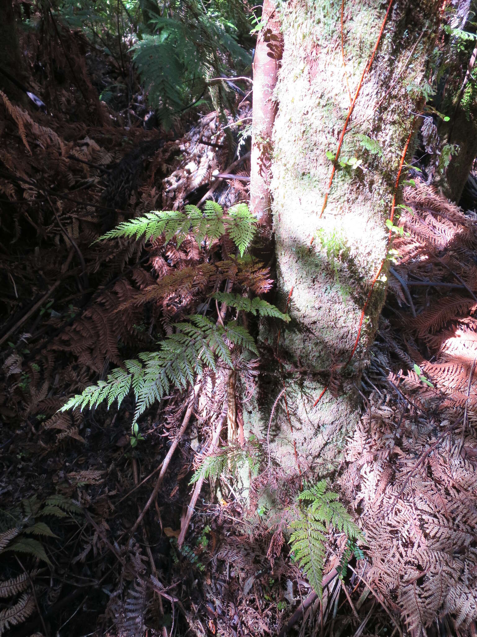 Image of Lastreopsis hispida (Sw.) Tindale