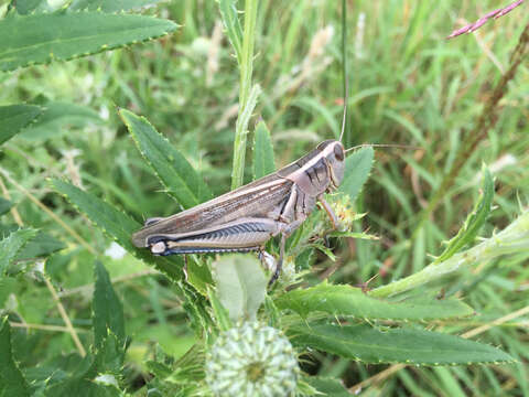 Melanoplus bivittatus (Say 1825)的圖片