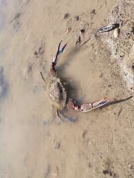 Image of arched swimming crab