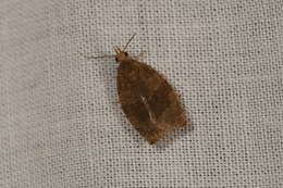 Image of Moth