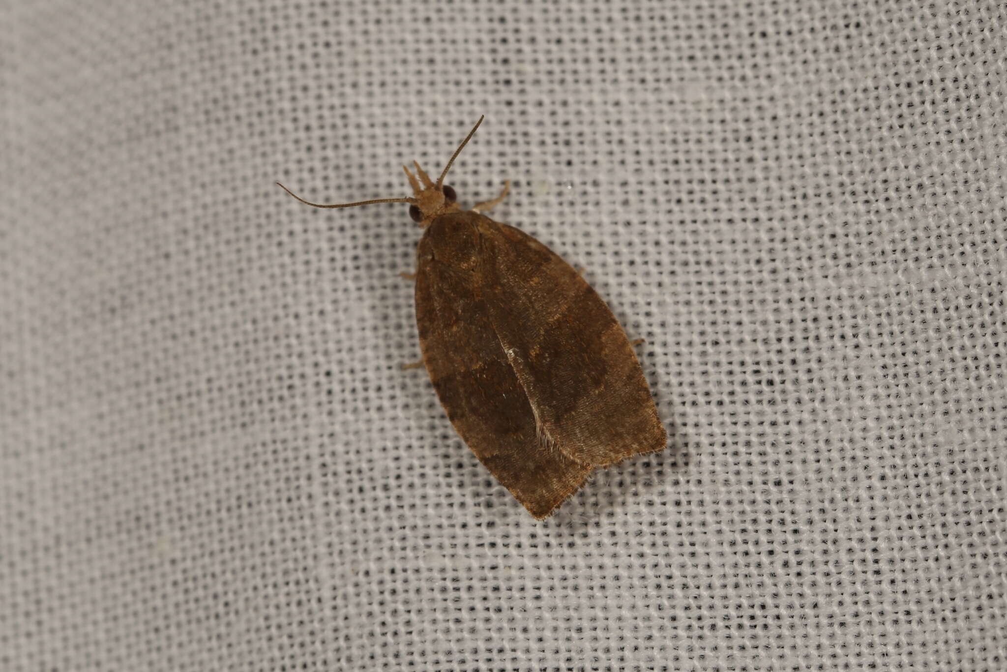 Image of Moth