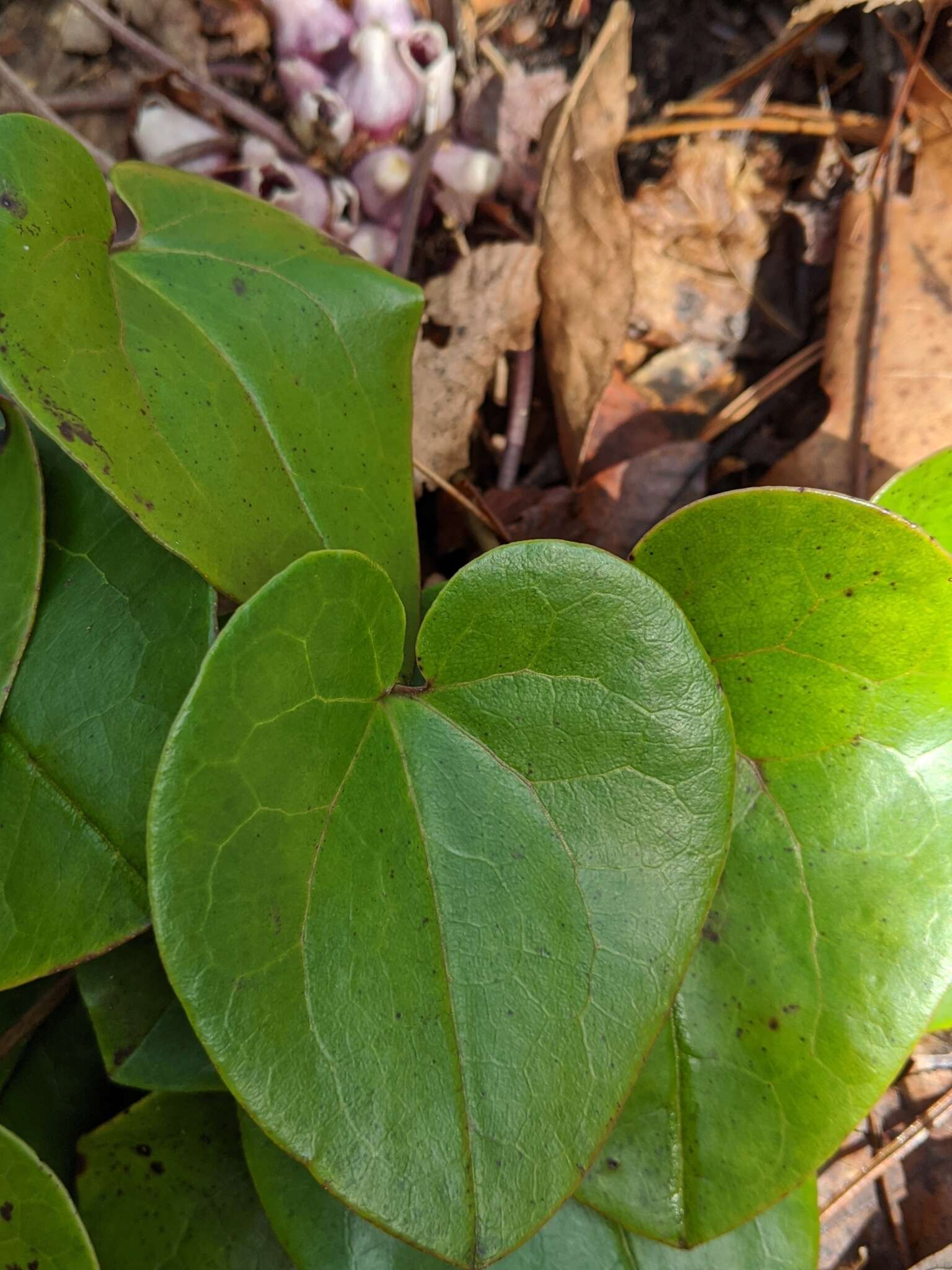 Image of North Fork heartleaf