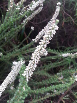 Image of Erica aspalathifolia var. aspalathifolia