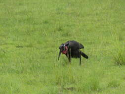 Image of Abyssinian Ground Hornbill