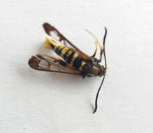 Image of Yellowlegged Clearwing Moth