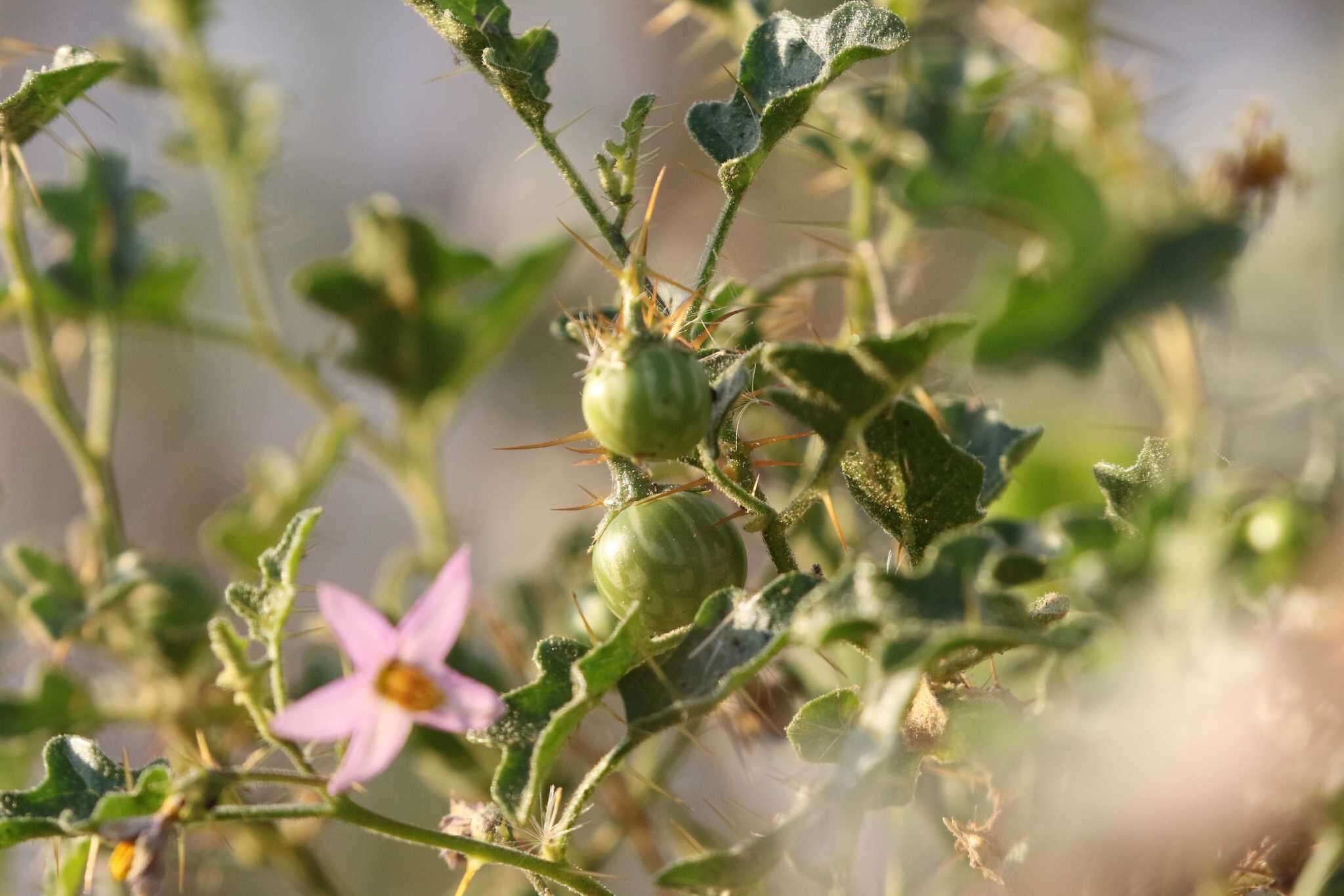 Imagem de Solanum humile