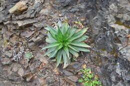 Слика од Echium simplex DC.