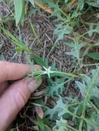 Image of cutleaf nightshade