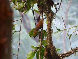 Image of Scaly-throated Foliage-gleaner