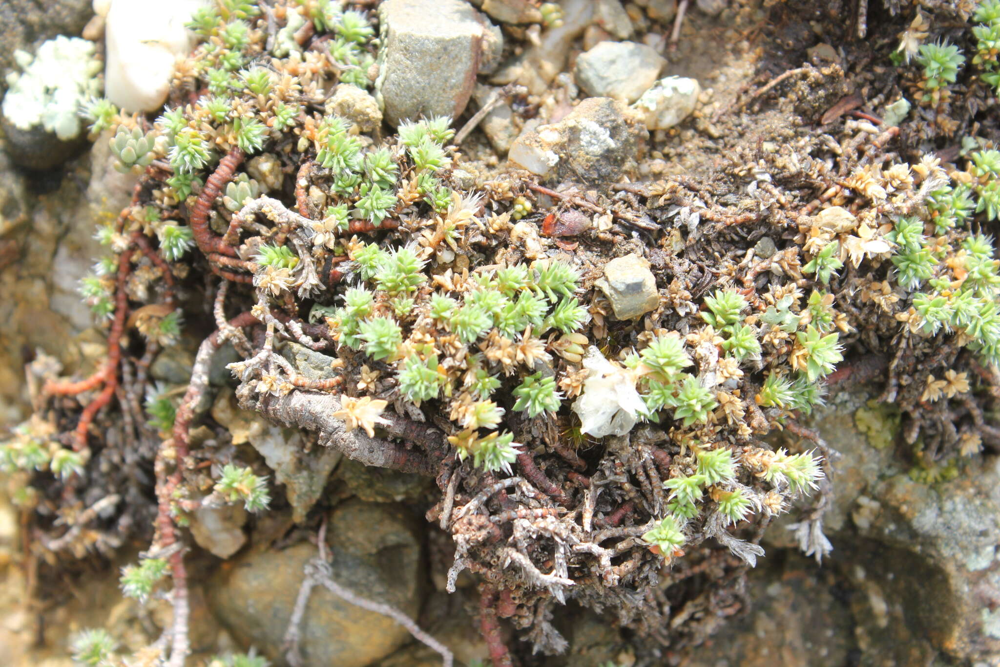 Imagem de Paronychia cephalotes (M. Bieb.) Besser