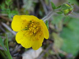 Image of Geum sylvaticum Pourret