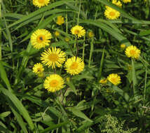 Imagem de Inula japonica Thunb.